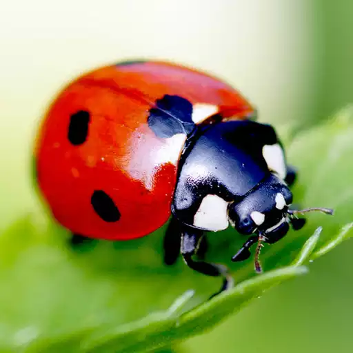 Free play online Ladybug Live Wallpaper APK