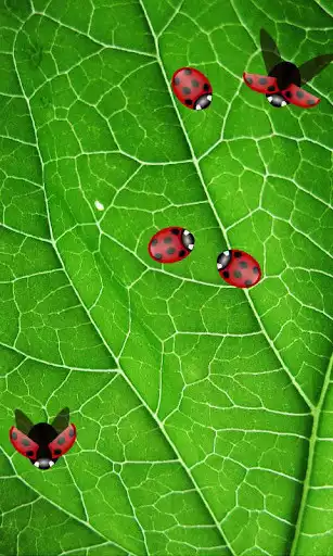 Play Ladybug Live Wallpaper