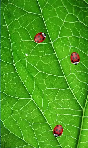 Play Ladybug Live Wallpaper
