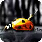 Free play online Ladybug Machine Live Wallpaper APK