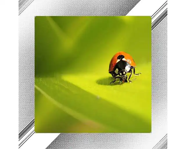 Play Ladybug Photo Frames APK Play Ladybug Photo Frames APK