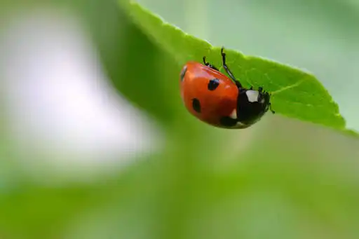Play Ladybug Photo Frames  and enjoy Ladybug Photo Frames with UptoPlay