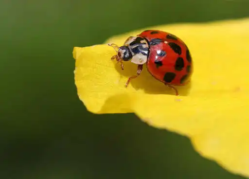 Play Ladybug Photo Frames as an online game Ladybug Photo Frames with UptoPlay
