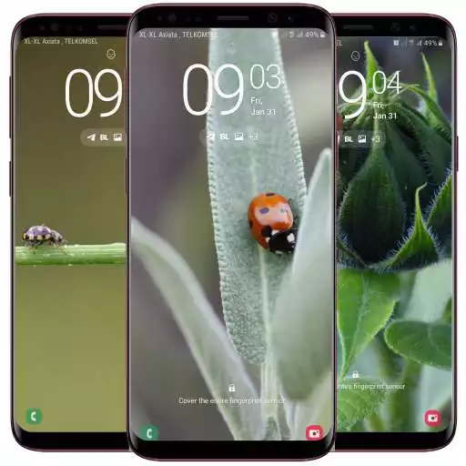 Play Ladybug Wallpaper APK