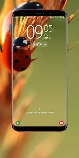 Play Ladybug Wallpaper  and enjoy Ladybug Wallpaper with UptoPlay