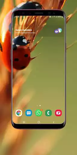 Play Ladybug Wallpaper as an online game Ladybug Wallpaper with UptoPlay