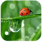 Free play online Ladybug Wallpapers HD APK