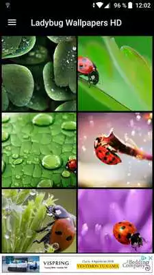 Play Ladybug Wallpapers HD