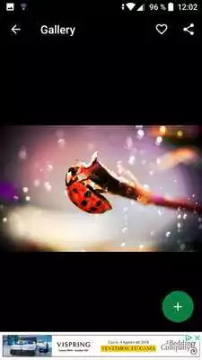 Play Ladybug Wallpapers HD
