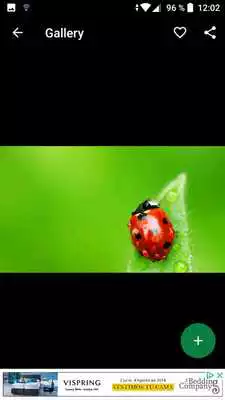 Play Ladybug Wallpapers HD