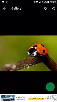 Play Ladybug Wallpapers HD