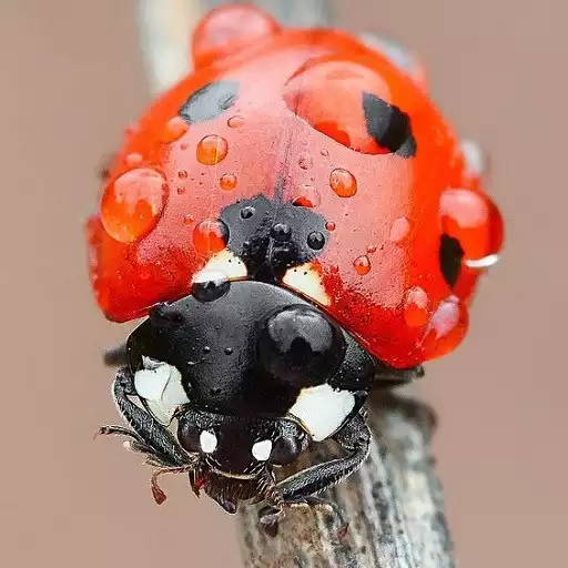 Play Ladybug Wallpapers APK Play Ladybug Wallpapers APK
