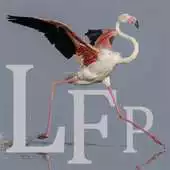 Free play online Laguna de Fuente de Piedra APK