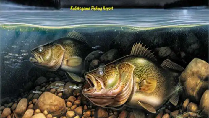Play Lake Kabetogama Fishing Report