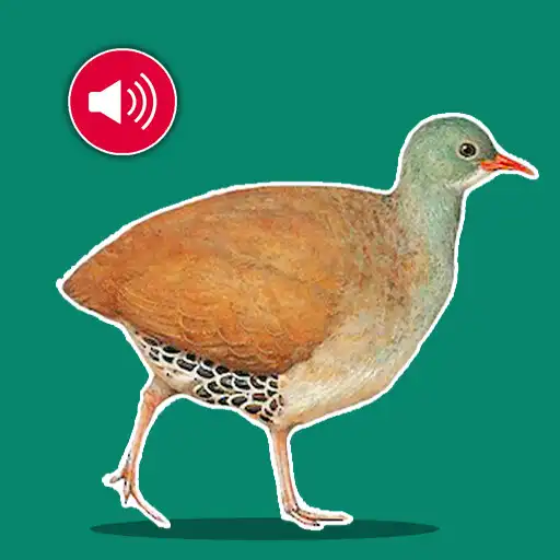 Play Lambu - Inhambu Cantando APK Play Lambu - Inhambu Cantando APK