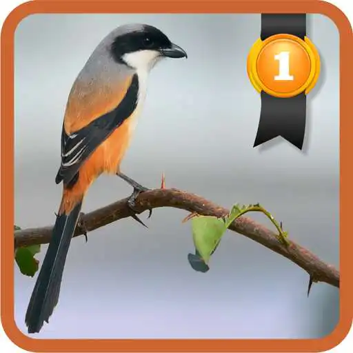 Play Lanius schach APK