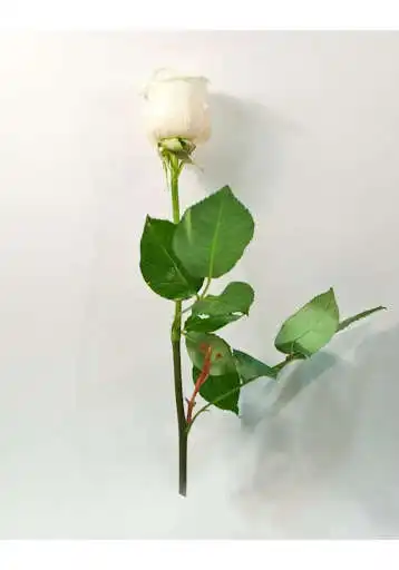 Play La Rosa de Guadalupe as an online game La Rosa de Guadalupe with UptoPlay