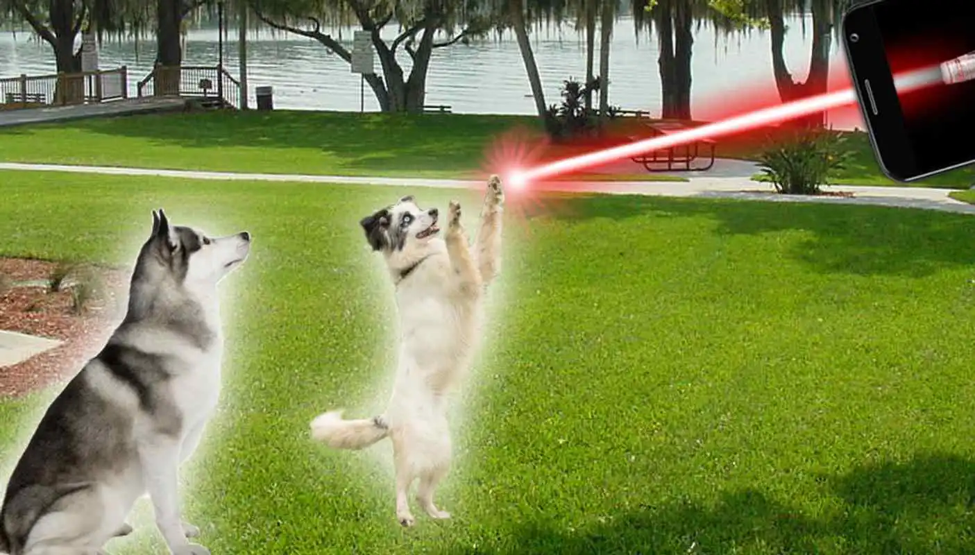 Play Laser for dogs