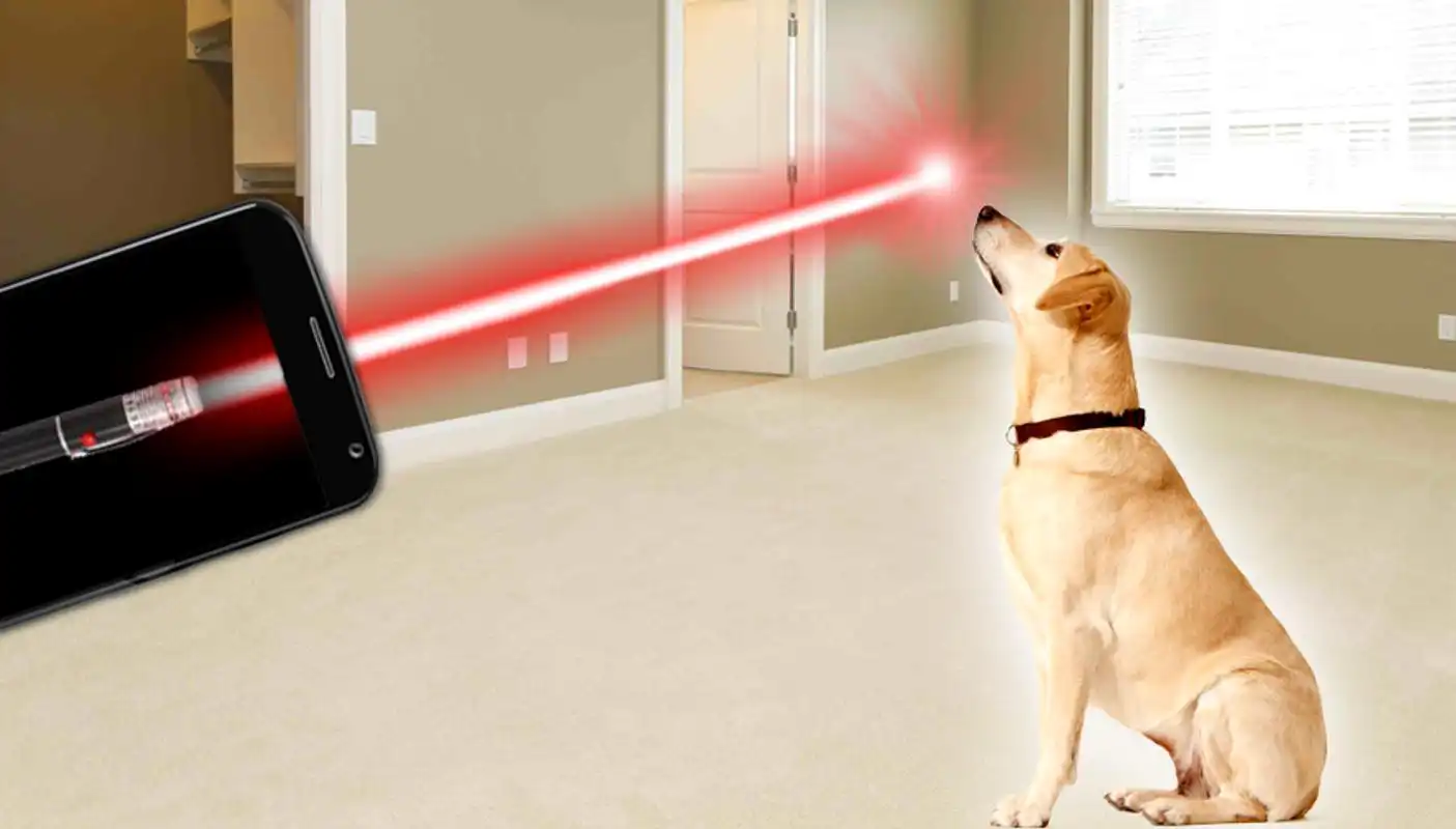 Play Laser for dogs