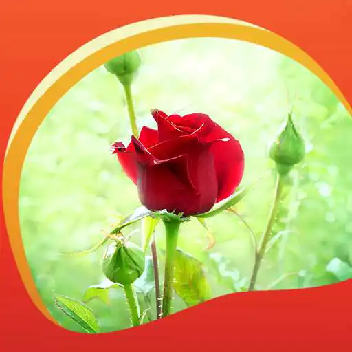 Free play online Latest Rose Live Wallpapers  APK