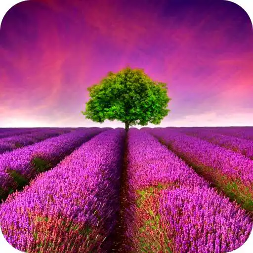 Play Lavander Field Live Wallpaper APK Play Lavander Field Live Wallpaper APK