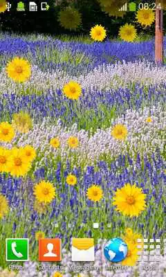 Play Lavender Field Live Wallpapers