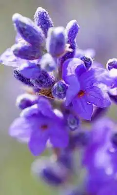 Play Lavender Jigsaw Puzzles