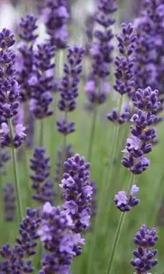 Play Lavender Jigsaw Puzzles
