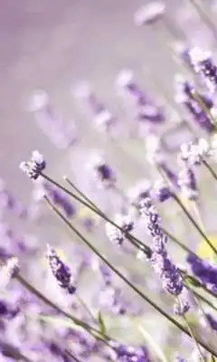 Play Lavender Jigsaw Puzzles