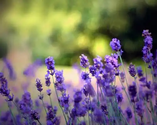 Play Lavender Jigsaw Puzzles