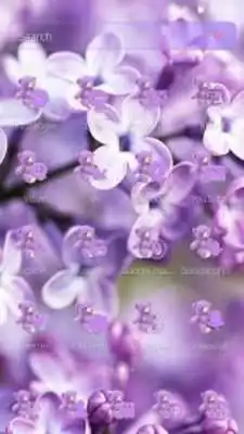 Play Lavender Teddy Bear Theme