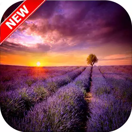 Run free android online Lavender Wallpaper - Flower Wallpaper APK