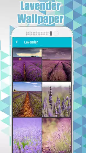 Play APK Lavender Wallpaper - Flower Wallpaper  and enjoy Lavender Wallpaper - Flower Wallpaper with UptoPlay com.Lavenderwallpapers.pictures.backgrounds.photos.images.hd.free.beautiful