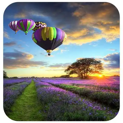Play Lavender Wallpaper HD APK