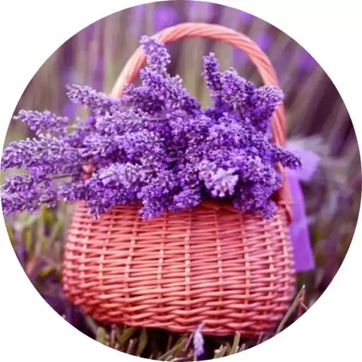 Free play online Lavender Wallpaper APK