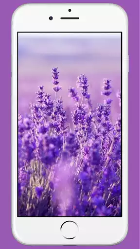 Play Lavender Wallpaper