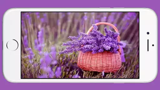 Play Lavender Wallpaper