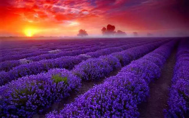 Play Lavender Wallpaper