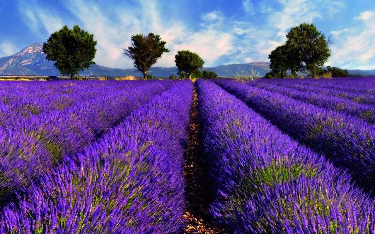 Play Lavender Wallpaper