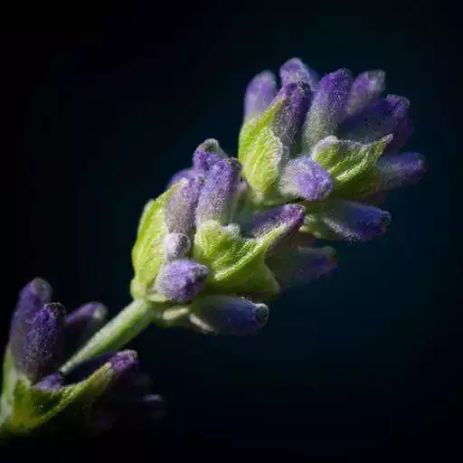 Play Lavender Wallpapers APK