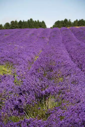 Play Lavender Wallpapers  and enjoy Lavender Wallpapers with UptoPlay