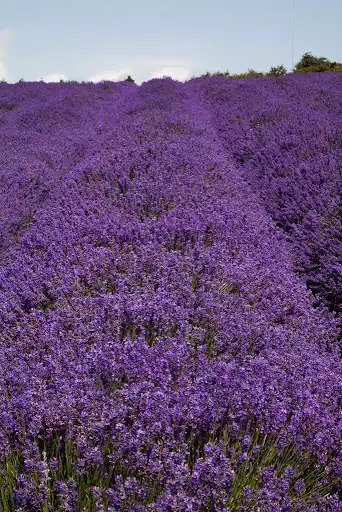 Play Lavender Wallpapers as an online game Lavender Wallpapers with UptoPlay