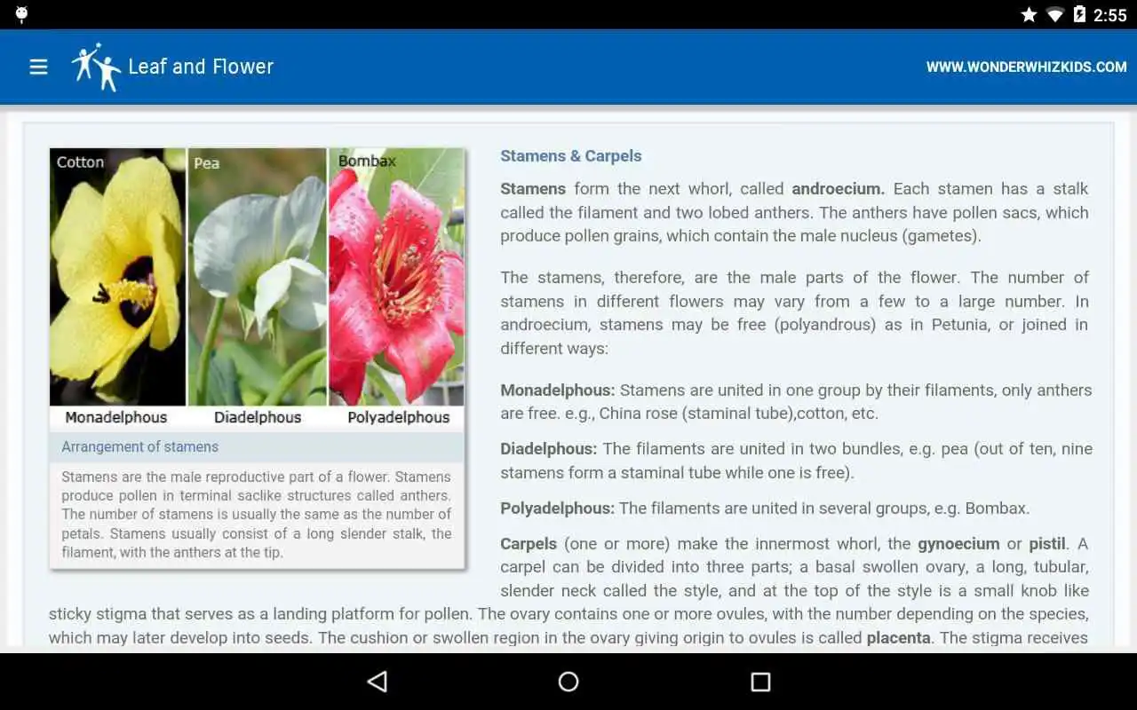Play Leaf and Flower