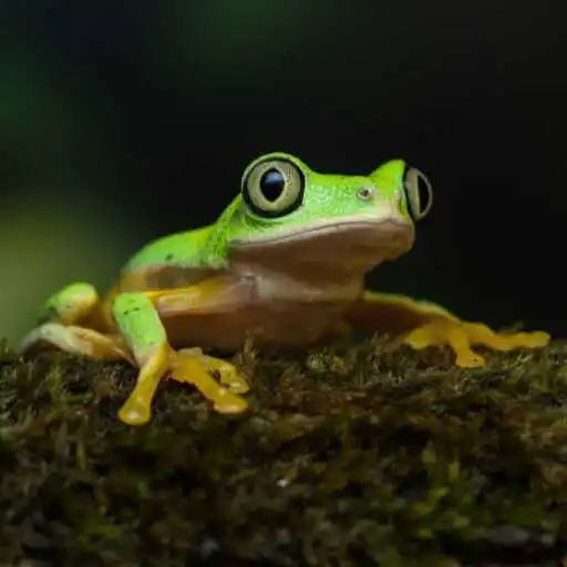 Play Leaf Frog Wallpaper APK