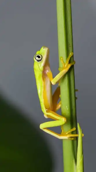 Play Leaf Frog Wallpaper  and enjoy Leaf Frog Wallpaper with UptoPlay