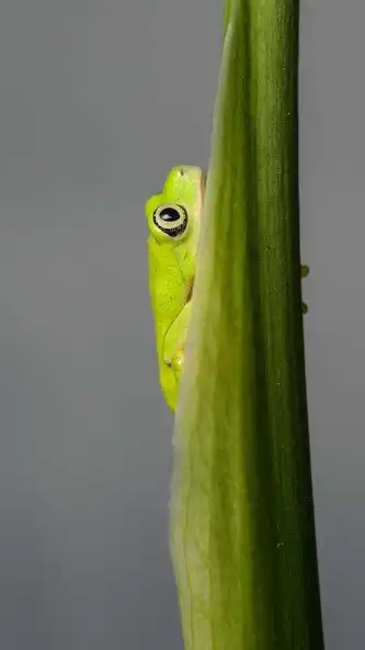 Play Leaf Frog Wallpaper as an online game Leaf Frog Wallpaper with UptoPlay