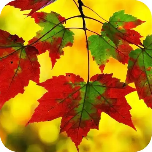 Play Leaf HD Wallpaper APK Play Leaf HD Wallpaper APK