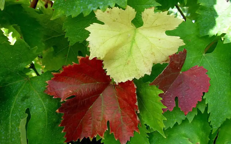 Play APK Leaf Jigsaw Puzzles  and enjoy Leaf Jigsaw Puzzles with UptoPlay com.yodesoft.android.game.yojigsaw<br>***** PRO FEATURES *****<br>* Ad Free.<br>* HD Puzzle Themes.<br>* Landscape Mode.<br>* More Puzzle Pieces.<br>* More Puzzle Backgrounds.<br><br>***** MORE *****<br>Yo Jigsaw Puzzle for iPad: <br>http://itunes.apple.com/us/app/yo-jigsaw-puzzle-free/id495463456?ls=1