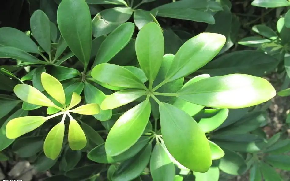 Play APK Leaf Jigsaw Puzzles  and enjoy Leaf Jigsaw Puzzles with UptoPlay com.yodesoft.android.game.yojigsaw<br>***** PRO FEATURES *****<br>* Ad Free.<br>* HD Puzzle Themes.<br>* Landscape Mode.<br>* More Puzzle Pieces.<br>* More Puzzle Backgrounds.<br><br>***** MORE *****<br>Yo Jigsaw Puzzle for iPad: <br>http://itunes.apple.com/us/app/yo-jigsaw-puzzle-free/id495463456?ls=1