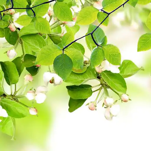 Free play online Leaf Live Wallpaper APK